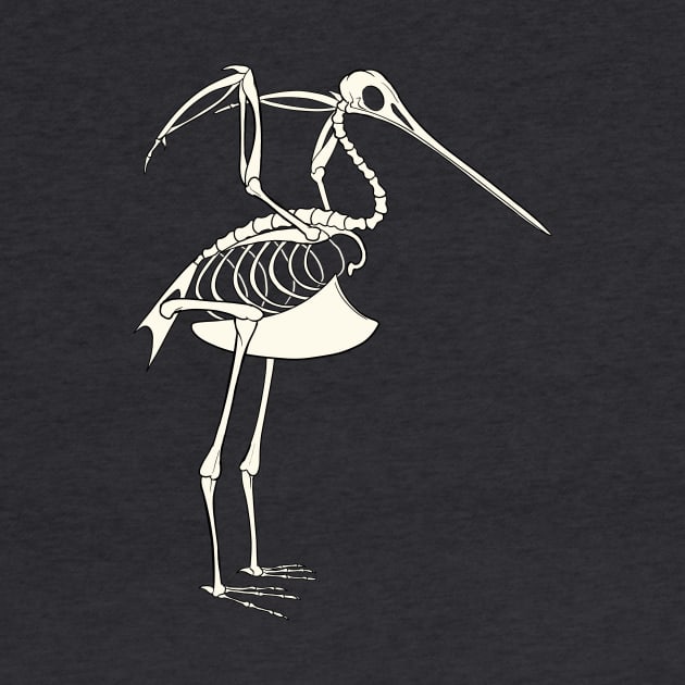 Bar-Tailed Godwit Skeleton by Khalico